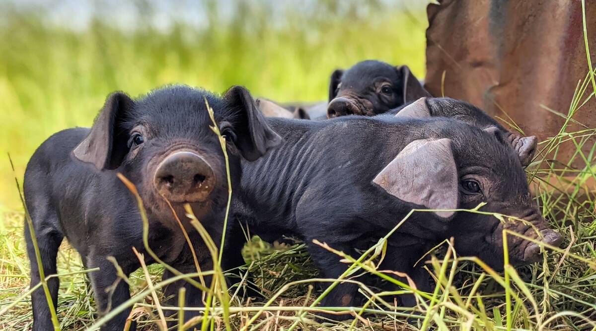 TIME FOR A WANDER: Will Bennett and Emma Horsburgh at Pig and Earth Farm, Kingston, are dedicated to making sure their pigs live as naturally as possible, which includes wallowing in mud, foraging and napping under the trees.