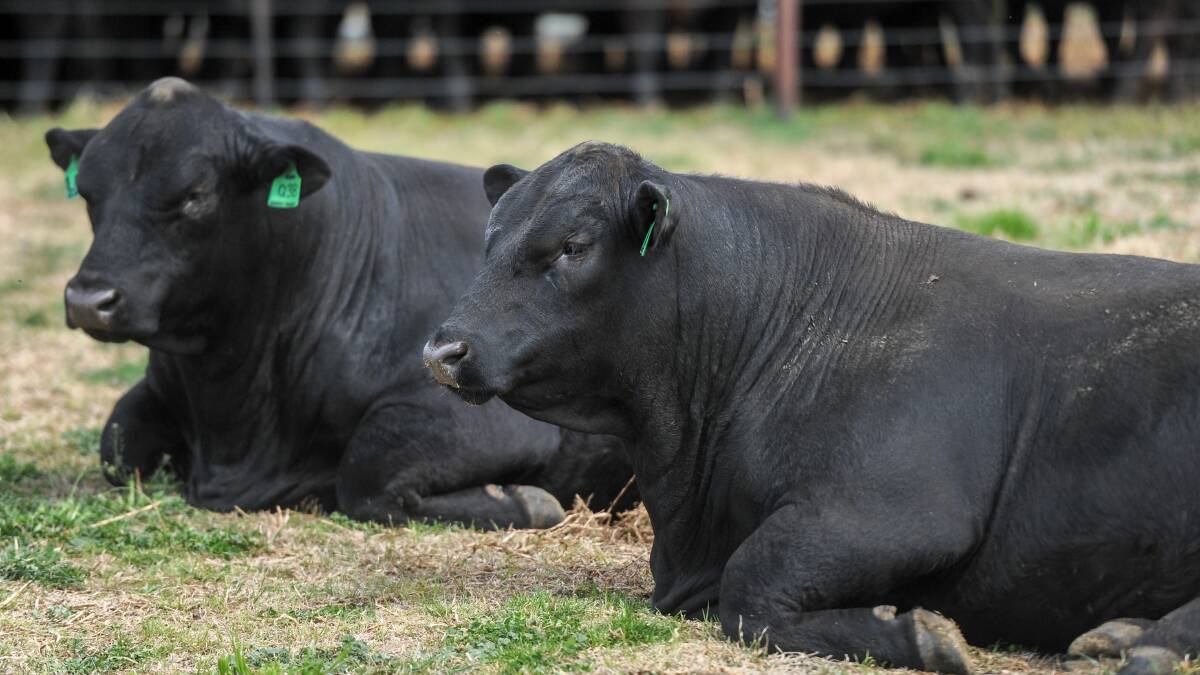 JUST RELAX: Online bull sales skyrocketed in 2020, thanks to the onset of COVID-19. But for many studs, it was the push they needed to launch into the already-popular selling platform. Photo: Lucy Kinbacher