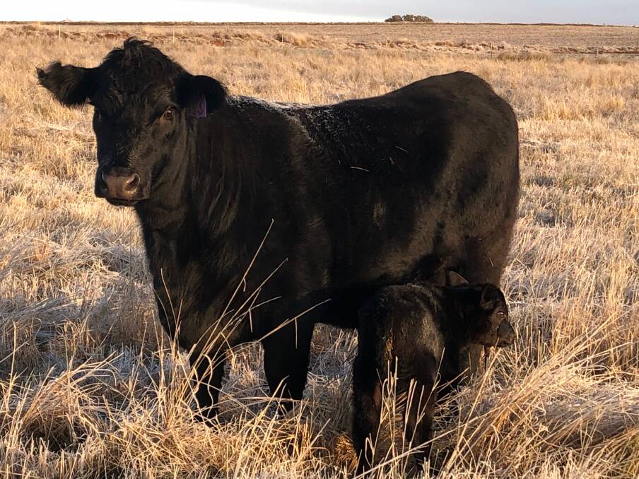 TOP DROP: The Bruces' Angus cows breeders are joined to bulls sourced from DSK Angus stud, Coonabarabran.