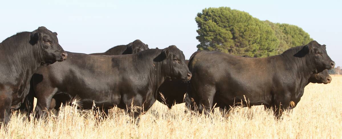 POWERFUL: Hazeldean Angus will offer more than 500 bulls with exceptional carcase and structure at four sales across the country in coming months.