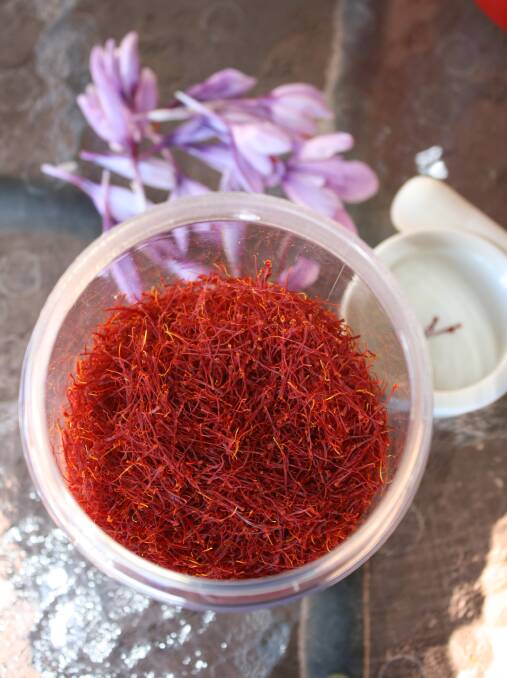 RARE: Millthorpe Saffron growers spend six hectic weeks harvesting the unique spice. But it is well worth it. Saffron can bring its wonderful flavour to a range of dishes.