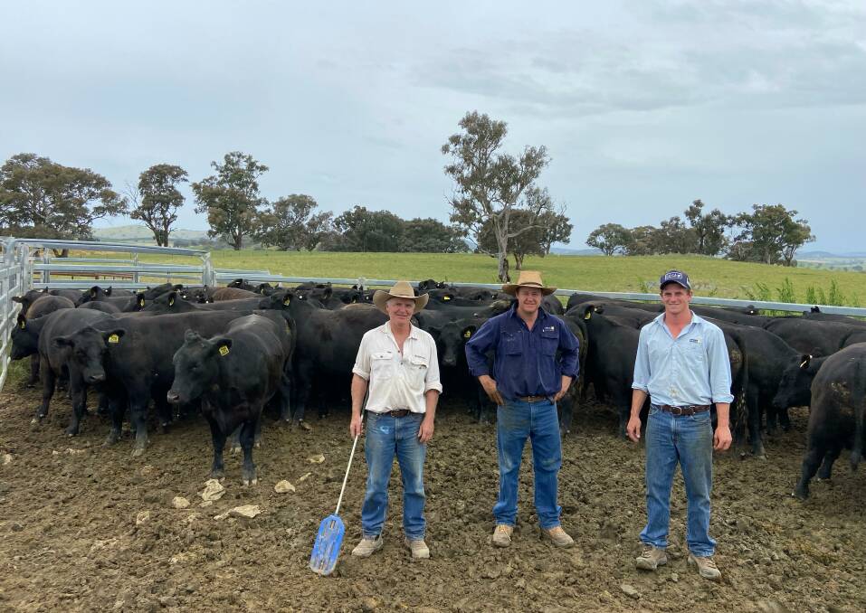 THRIVING ON THE HILLS: Bundarbo assistant manager Ken McGuirk with Cam Rosser and Jack Mann, Delta Livestock, with a draft of 560kg Angus steers at Bundarbo Station, Jugiong.