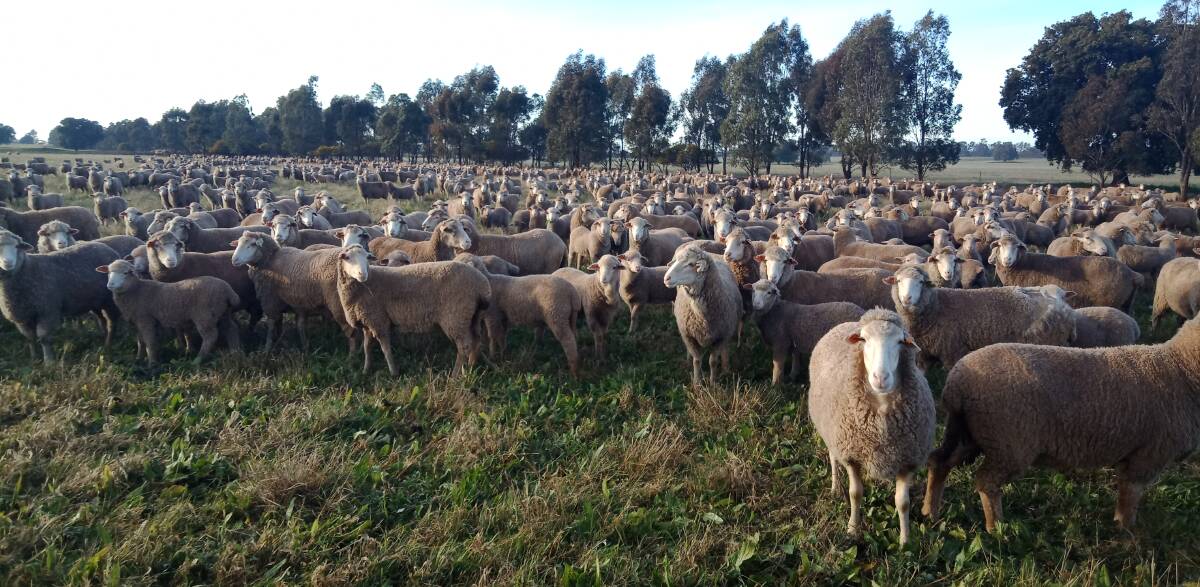 BUILDING DATA: Graham Strong's Merino ewes and lambs.