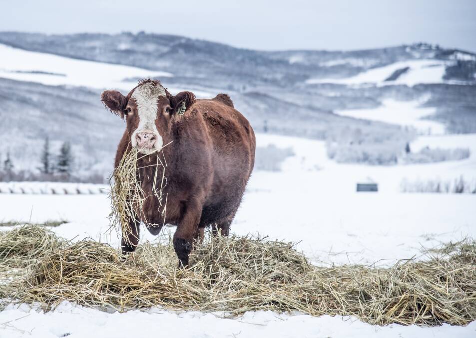 MAGIC: Ruby photographs livestock, stock shows, farm life and more recently farming families, as well as working with her family's Simmental cattle stud.