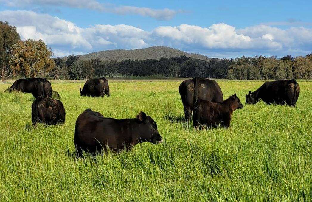 LOVING IT: Milawa Organic Beef's Angus cattle are not treated with any chemicals, and graze on cover crops on the their Markwood property.