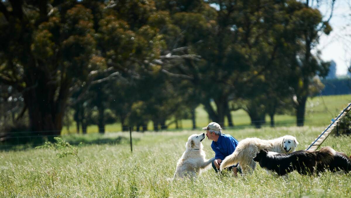 BUDDIES: Bruce Burton spending some time with his dogs, and the chooks.