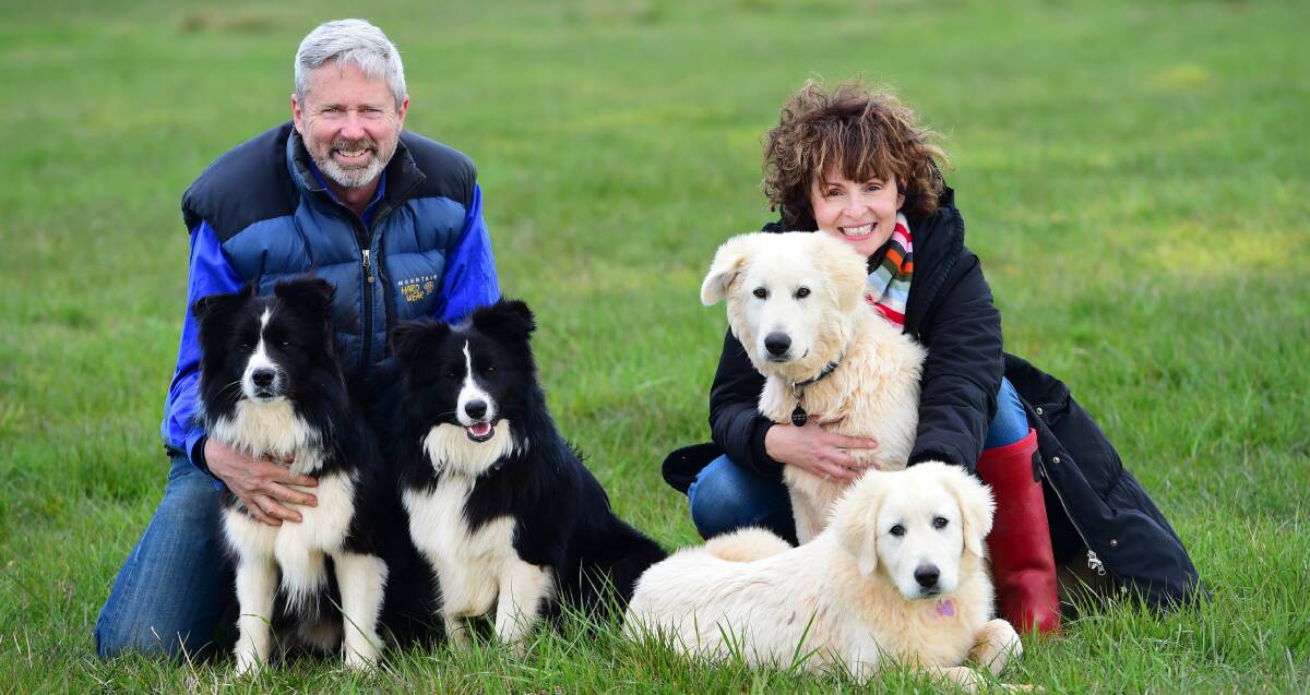 FAMILY: Bruce and Roz Burton, Milking Yard Farm, with Border Collies Henry and Gus and Maremmas Max and Maisy. Photo: Zoe Phillips Photography.