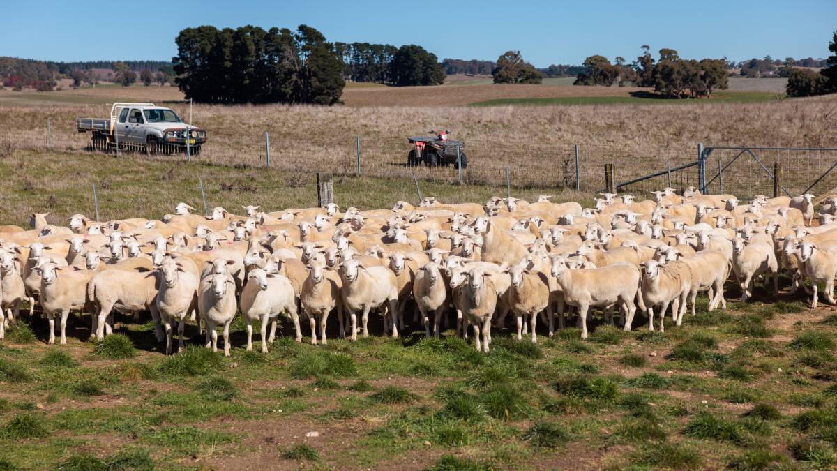 Lambs destined for the Margra brand are grown across the eastern states of Australia, but the quality is always consistent. Picture supplied