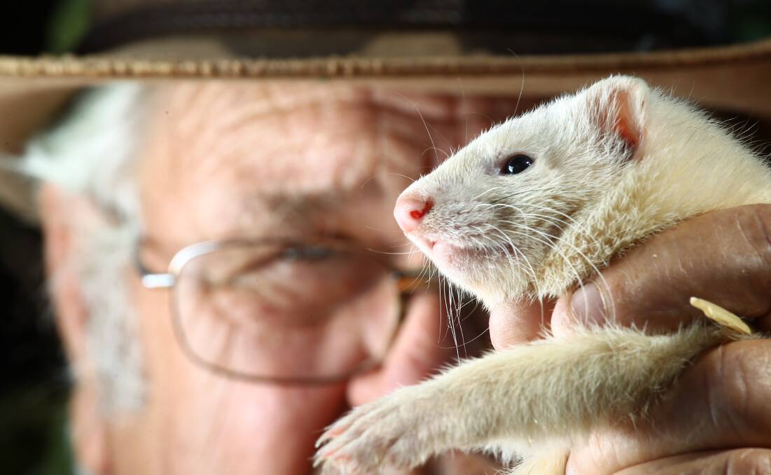 Bathurst's Warren Bettridge, and his troop of ferrets, are helping farmers with their rabbit problems. Photo by Phil Blatch.