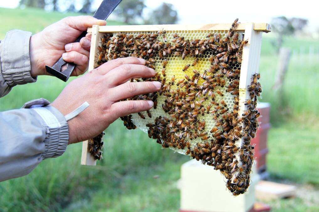 CARING: Malfroy's Gold wild honey is highly sought-after by chefs.