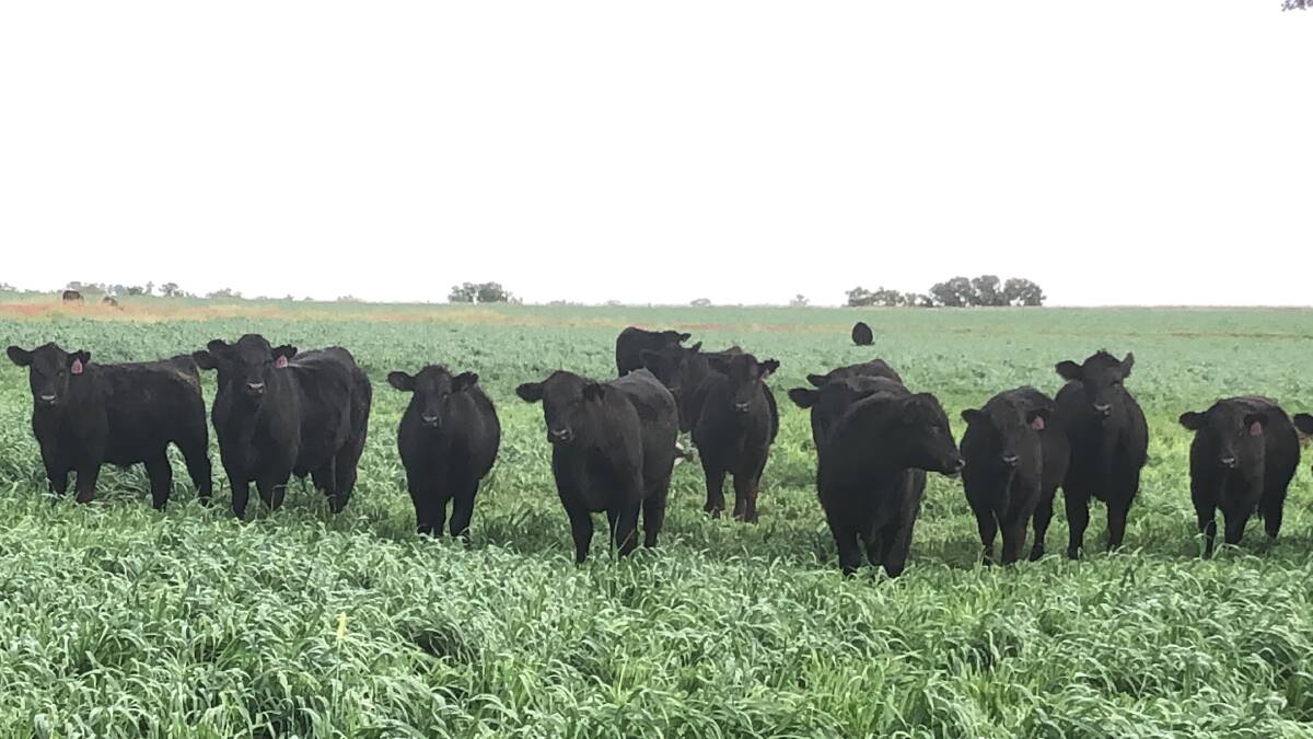 SOLID EVERY TIME: David and Cis Bruce, Uliman South, Coonabarabran, are focused on producing Angus steers which have excellent growth and temperament, and are ideal for feedlots