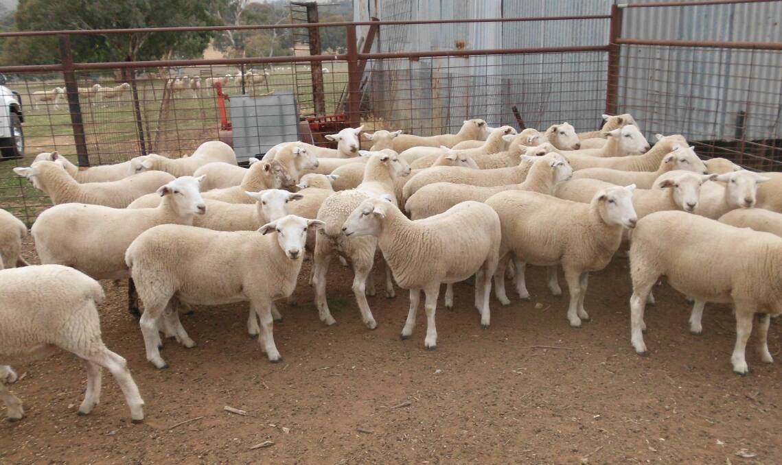 Six Wiltipoll studs will be on show at the ninth annual NSW Wiltipoll Breeders Sale to be held in Gulgong in February. Wiltipoll sheep are attracting sheep breeders due to their high fertility, excellent meat and high shedding ability.