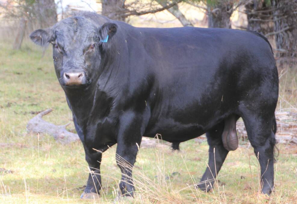 A rising four-year-old Matauri Reality son at Nairn Park. Matauri Reality embryo bulls will be available at the annual Nairn Park bull sale on July 10.

 