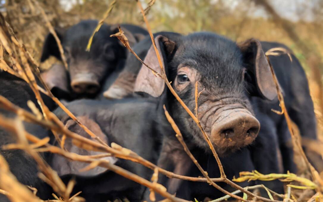 TAKING A NAP: The Large Black pigs at Pig and Earth Farm, Kingston, are free to dig, forage and wallow in their paddocks, which also creates a delicious pork.
