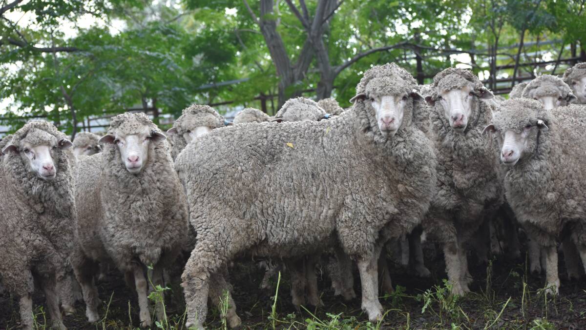 HIGH FERTILITY: Three-, four- and five-year-old ewes at Roine, Goolma. The Dohertys aim for good structure and feet, and high fertility.