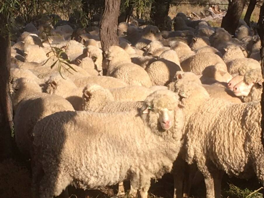 BEAUTIFUL WOOL: Grant Toole, Killoola, Peel, is passionate about selecting sheep with pencilly, parallel fibres in their wool to keep the micron finer.