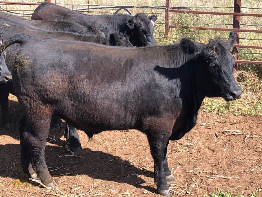 READY: David Bruce's Angus steers are sold to Killara feedlot, Quirindi, when they are between 12 and 13 months old and weigh well over 400 kilograms. 