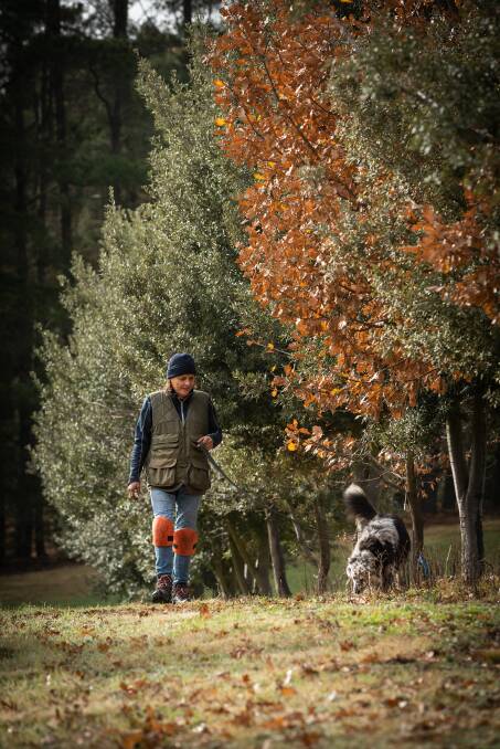 ON WE GO: Jane Austen, Hartley Truffles, with her faithful dog Maggie looking for truffles. PHOTOS: Greg Piper.