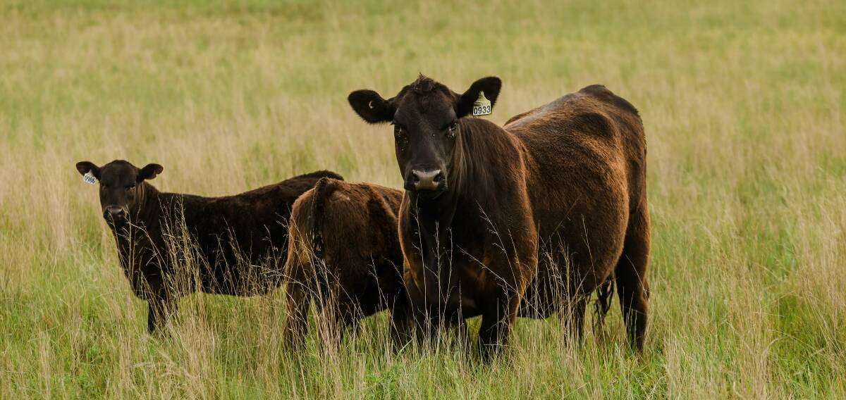 SUPERIOR: Hazeldean cattle are renowned for their docility, fertility and carcase performance, as well as their ability to thrive in tough conditions. 