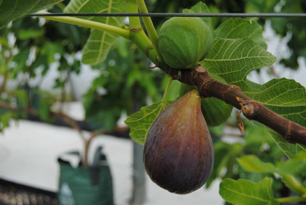 Black genoa figs