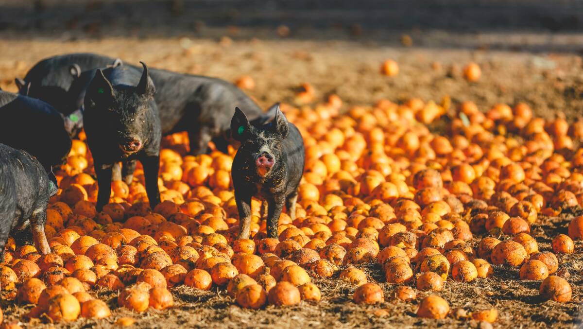 YUM: Bundarra Berkshires pigs having a snack on oranges. Photo: Cindy Power.