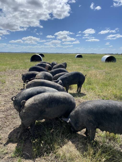 LET'S EAT: Berkshire sows having a munch in their farrowing paddock.