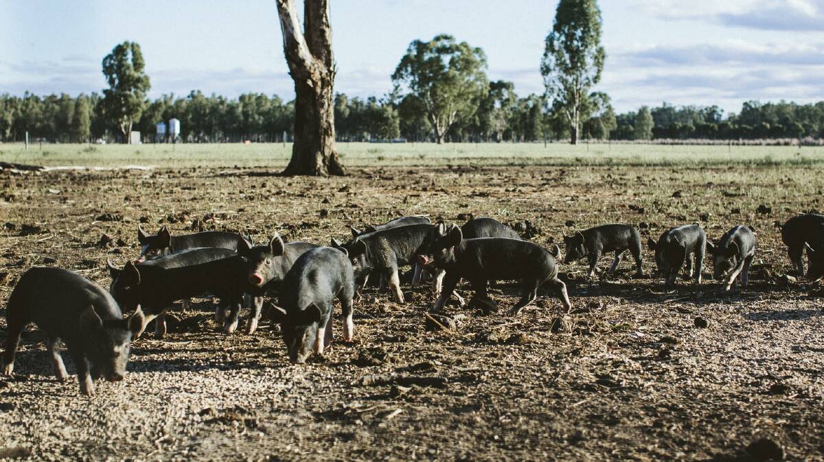 FREEDOM: Bundarra Berkshires pigs are free to roam, dig, wallow and nap on their 40-hectare Barham property. Photo: Cindy Power.