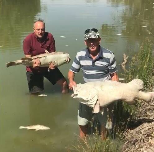 Menindee resident Dick Arnold and Rob McBride stand in the Darling River above weir 32 each holding a hundred year old fish. Picture: Video/Facebook Tolarno Station
