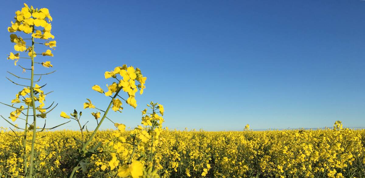 Last year's canola crop came in at a whopping 6.4 million tonnes, according to ABARES estimates.