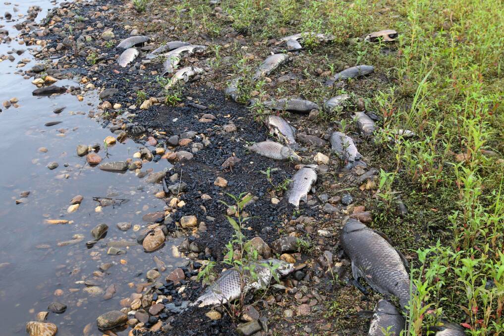 KILLED: Dead fish on the banks. 