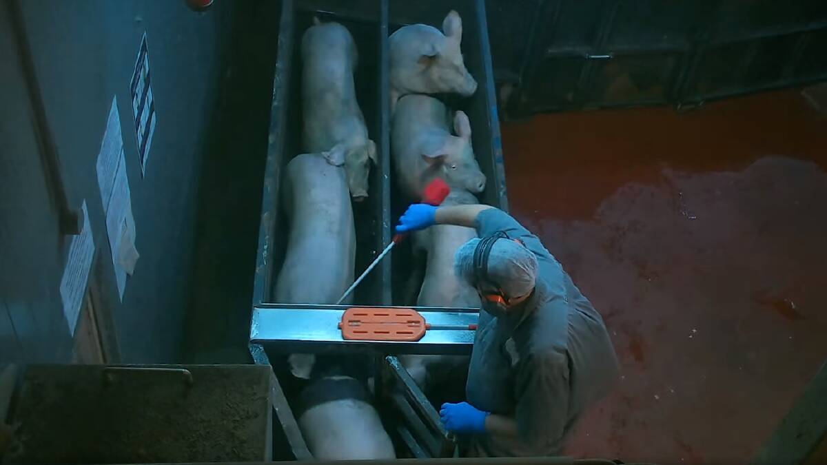 A still image from footage filmed inside the Corowa abattoir. Picture by Farm Transparency Project