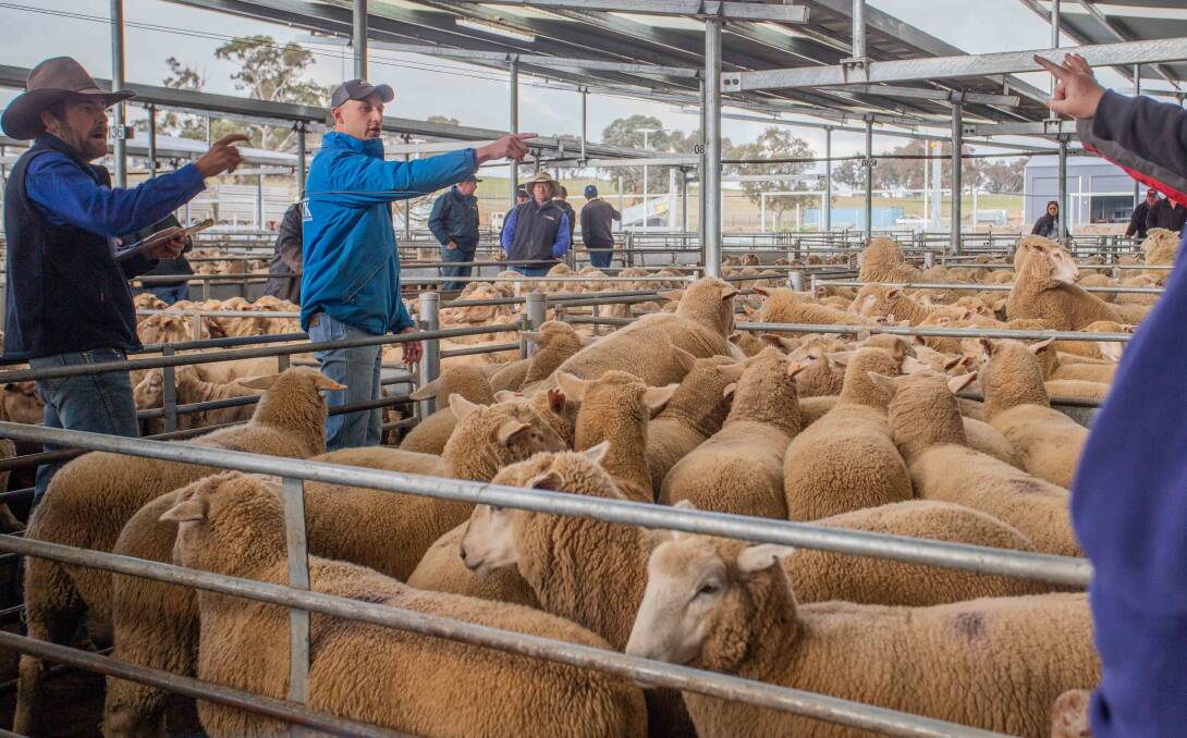 Nathan Sheahan and Sam Hunter of Agstock during the record lamb sale for the South Eastern Livestock Exchange on Wednesday. Photo: SELX.