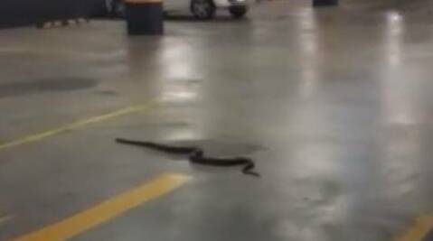 A snake in the car park at Marketown Newcastle.