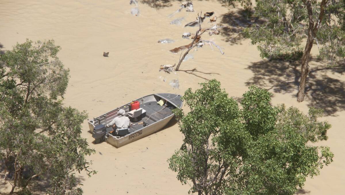 HIGHER GROUND: Calvin Gallagher helps guide cattle to safety from Sawtell Creek about 20km from Normanton during the height of the flood. Photo: Mick Gallagher.