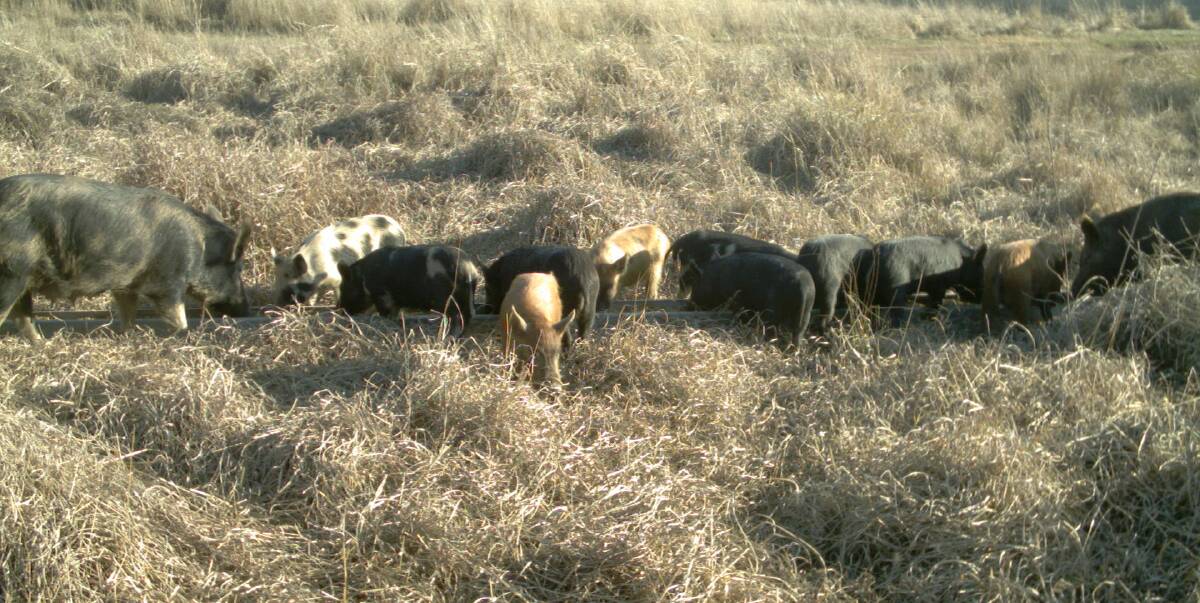Feral pig management is in the spotlight. 