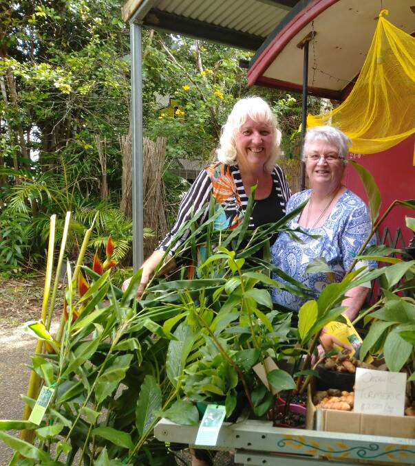 HEALTH BENEFITS: Rhonda Sorensen with Carmel Pacey, the innovator behind Topaz Gold ginger, discussing plans to establish a turmeric and ginger industry on the Atherton Tablelands.