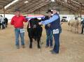 Grand champion purebred black Limousin steer Trump with exhibitors Blake and Tegan Dawson and judge Julie Pocock-Iseppi. Pictures: Helen Walker