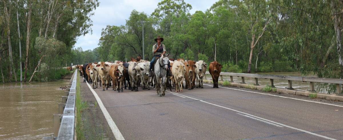 Baringa Blowers steadies the lead as the mob crossed the Dawson River with water lappiing the bridge. Picture Relly Richards