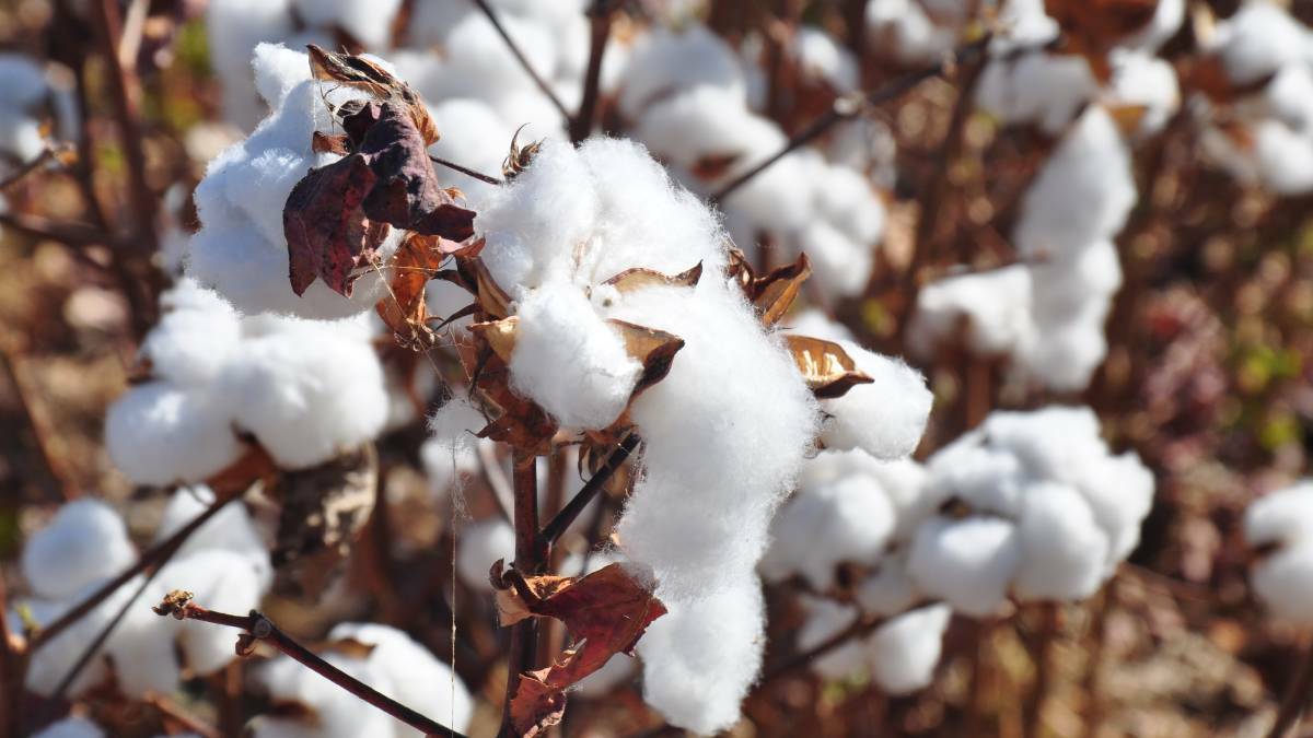 Cotton grown on wet season rains alone in the Northern Territory and Kimberley regions.