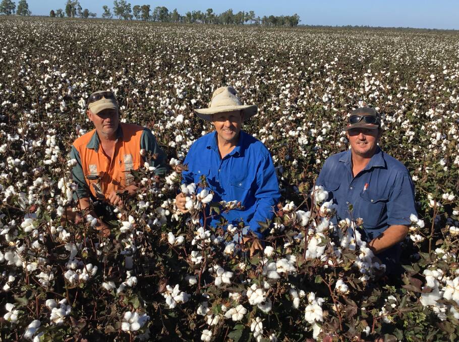 Troy Peters, Mark Bailey and Wayne Northdurft inspect the cotton on Mirrabooka, Macalister, which will be picked in the last week of April.