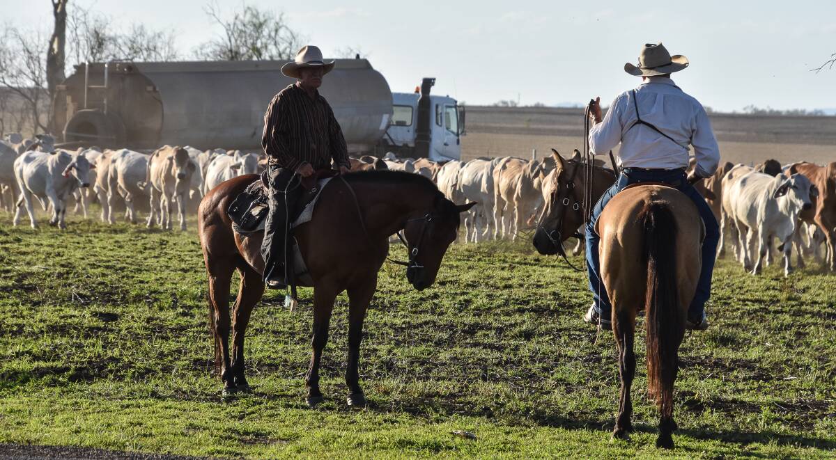 Shorty Avery with Boss Drover Bill Little and part of the mob of steers. Picture Trina Patterson Photography.