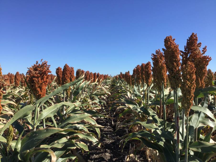 Strong international corn values are underpinning domestic sorghum bids.