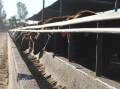 Stone Axe Pastoral Company Wagyu cattle on feed at Yarranbrook. Picture Victoria Nugent. 