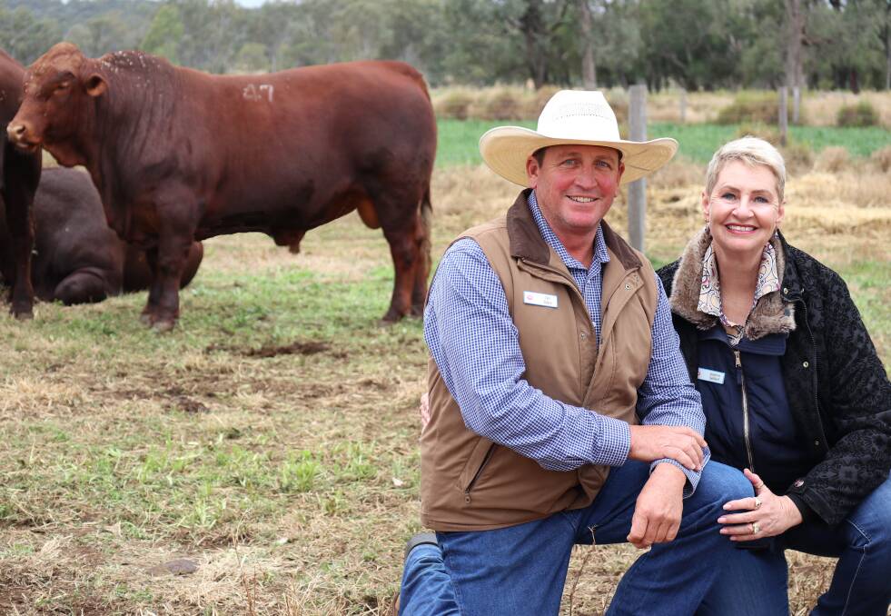 Ian Stark and Jeanne Seifert, Seifert Belmont Reds, Jandowae, Qld, with the top-priced bull which broke records when he was knocked down for $46,000 to repeat buyer Samuel Slack, Agnes Vale, Childers, Qld. Photo: Supplied 