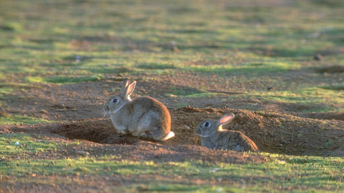 A new strain of RHDV1 is set to be released next year to control wild rabbit numbers