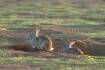 Wild rabbits in the crosshairs
