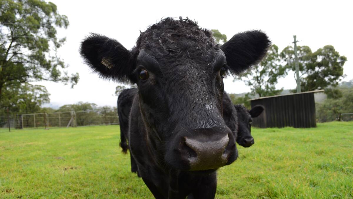 Dexter cattle are a smaller breed, dubbed the miniature cow.
