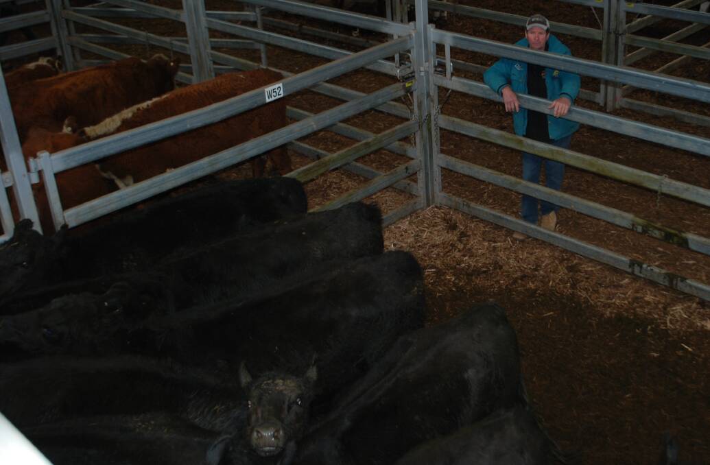 Stephen Shinns, Mansfield, Victoria, sold 11 pregnancy-tested-in-calf heifers for $1660 a head.