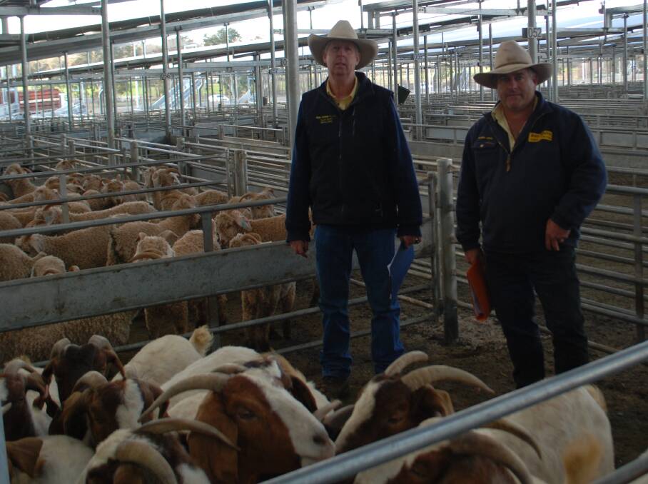 Ray White agents David Smith, Binalong, and Gary Apps, Boorowa, conducted the first goat sale at the South Eastern Livestock Exchange (SELX), Yass, on Monday. 