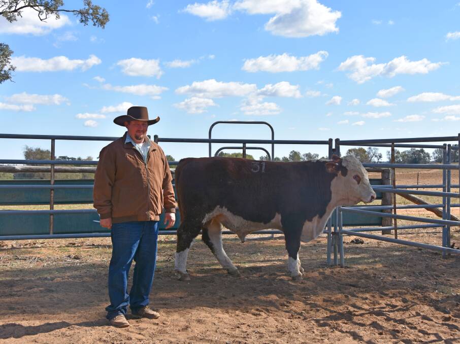 Tyson Will, "Swinton", Delungra, with the top-price bull, Lot 31, Truro Manuel M203, which sold for $14,000.